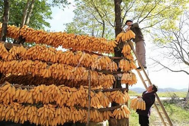 红四方玉米专用复合肥多少钱一吨？