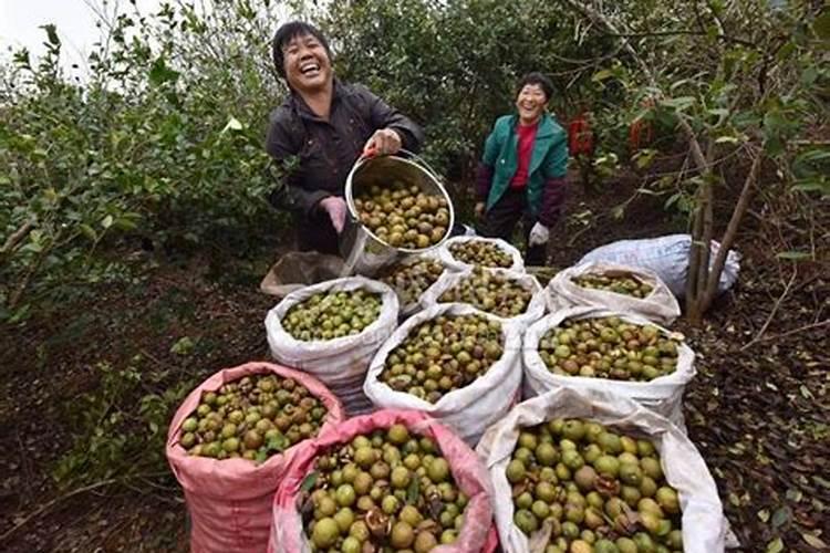 如何种植软枝油茶树