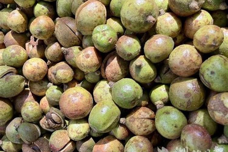油茶树什么时候施肥