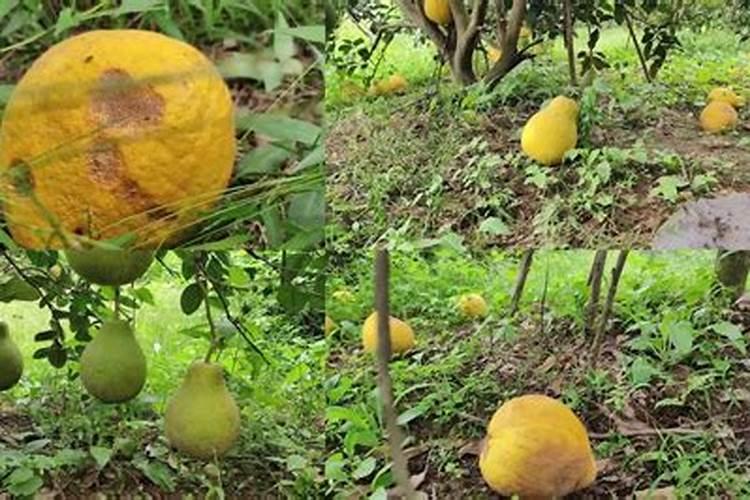 柚子皮发酵是什么肥 柚子皮怎么剥干净