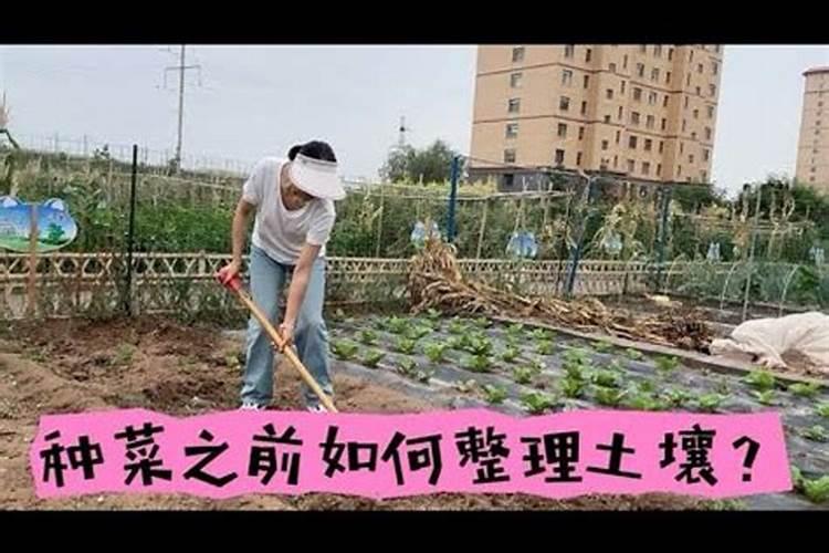 花盆种菜怎么施肥