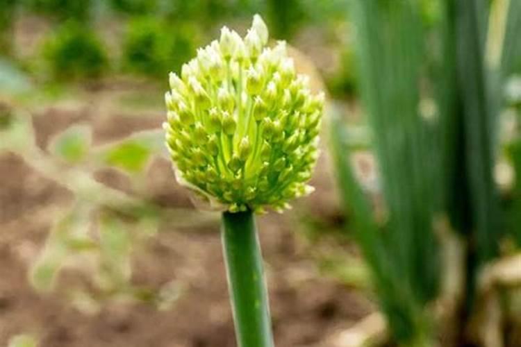 大葱育苗的方法有哪些？