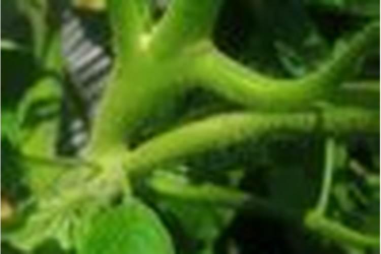 树叶烧成灰就是碱性钾肥,腐烂就变成了酸性肥料,这是为什么？