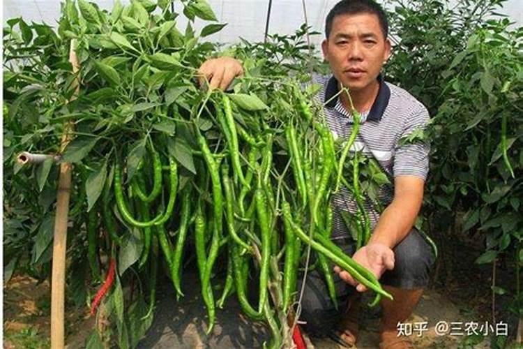 辣椒喷什么叶面肥结果多