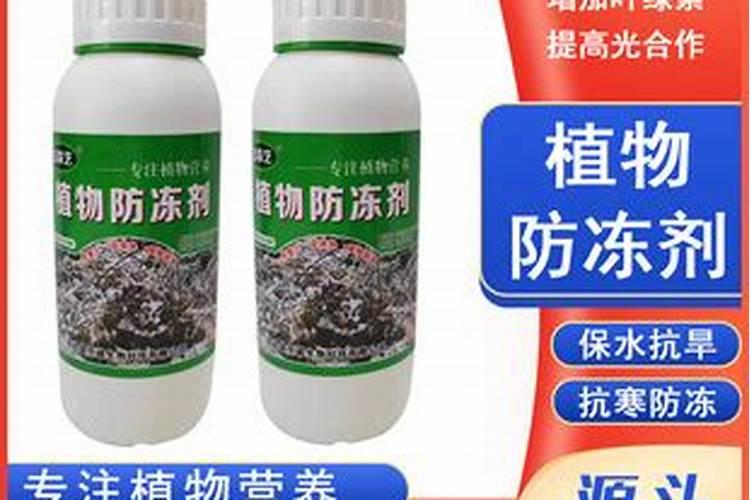 香菜用什么肥料好？香菜叶面喷什么？香菜增产提质用昆仑风