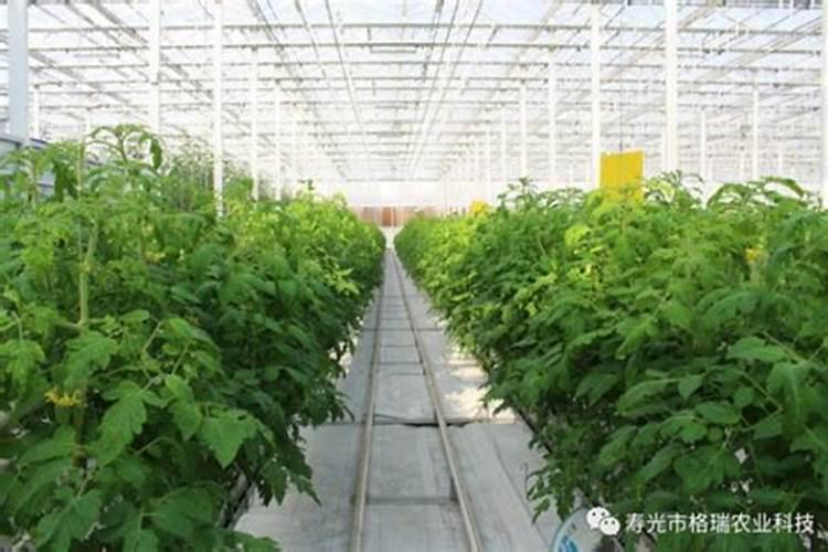 硼肥对改善花椰菜品质的重要作用及施用方法有哪些？
