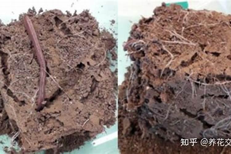 蚯蚓的作用