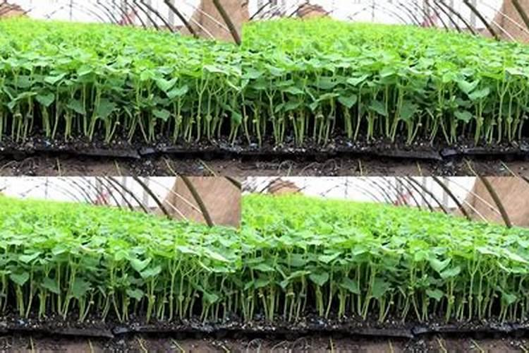 大棚芸豆什么时候追肥效果更好？现在五六个叶子了,以后该注意些什么...