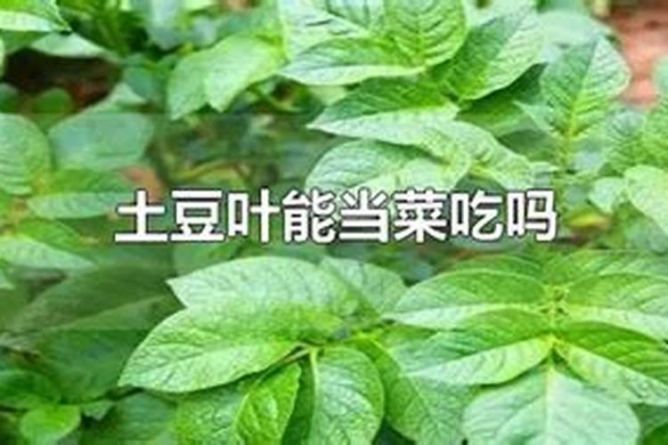 花生用什么叶面肥好