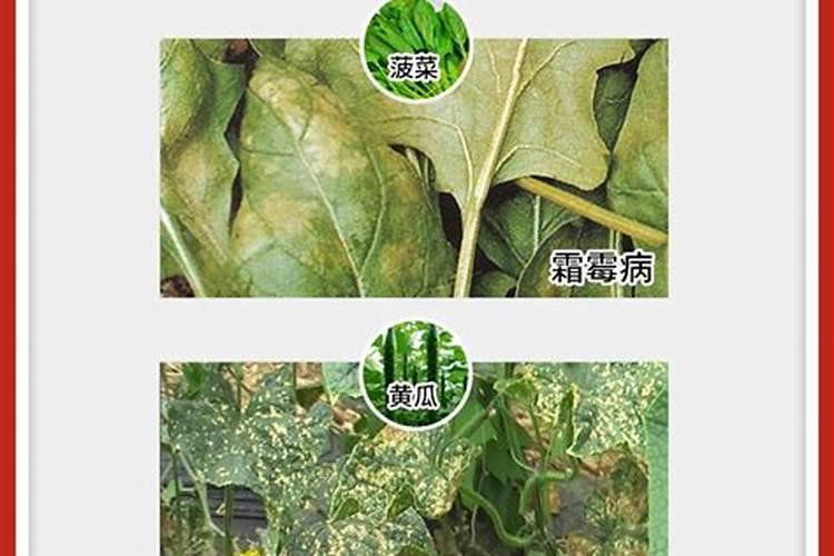 菠菜株腐病防治方法