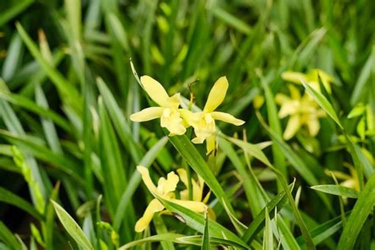 什么肥料对兰花发芽生根开花最好