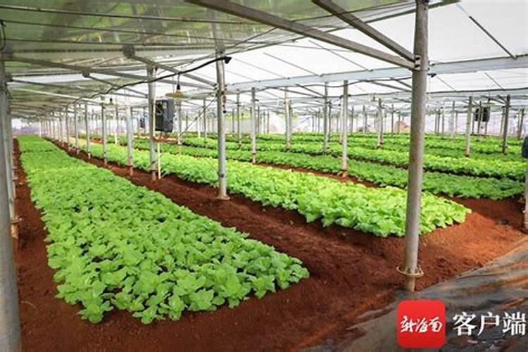 叶面肥喷施方法是什么？喷施叶面肥时有哪些注意事项？