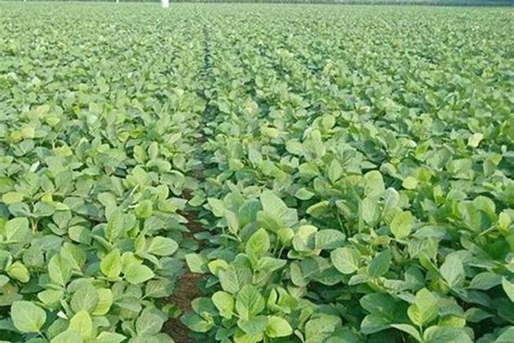 大豆追肥用什么肥料好