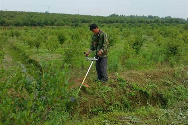 赤霉素、芸苔素、多效唑用法大汇总!