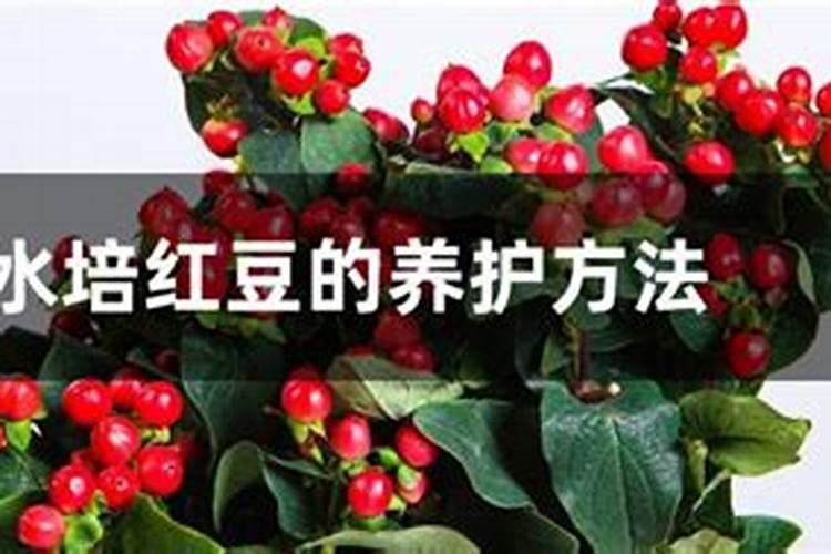 黄豆水是氮肥还是磷肥
