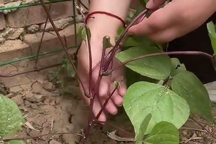 梅豆种植的管理方法