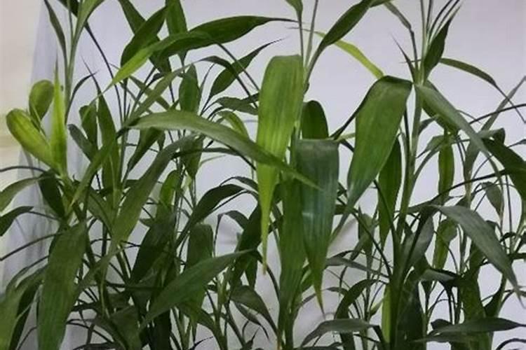 葡萄萌芽期施什么肥葡萄萌芽期施什么肥好