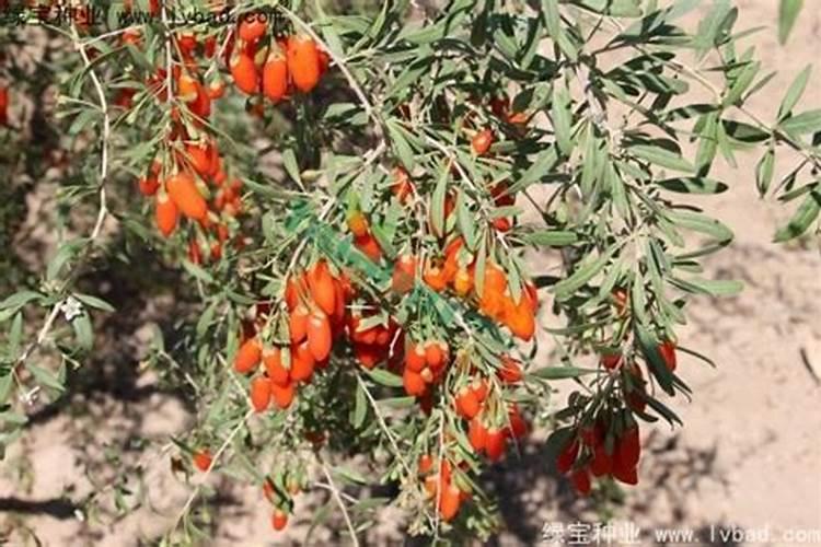 黑枸杞树种植方法