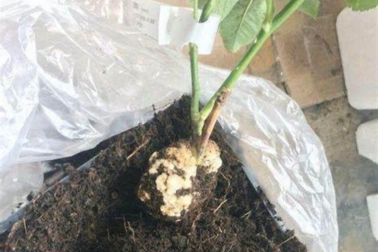 春天养盆栽月季需要换盆吗出现4个情况就要换