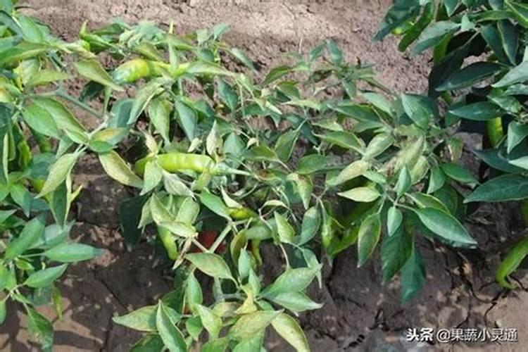 叶子没毛病,辣椒发黄什么原因？