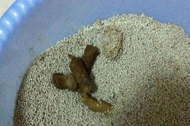 丝瓜开花如何浇水