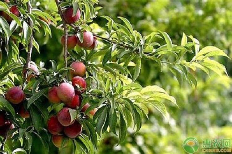 怎么种植好李子树？什么时间施什么肥？