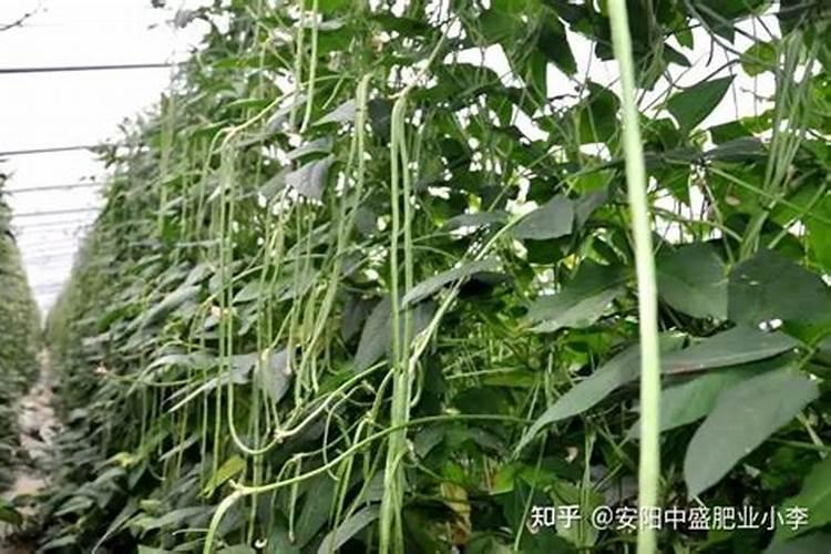 豆角不开花只长藤怎么办？