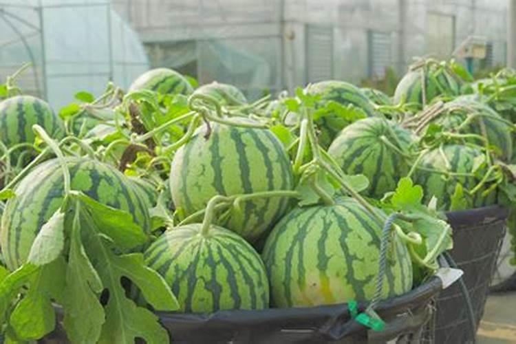 大棚西瓜藤太肥应该怎样放风？