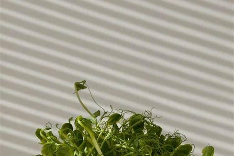 豌豆苗施什么肥料长得快长壮