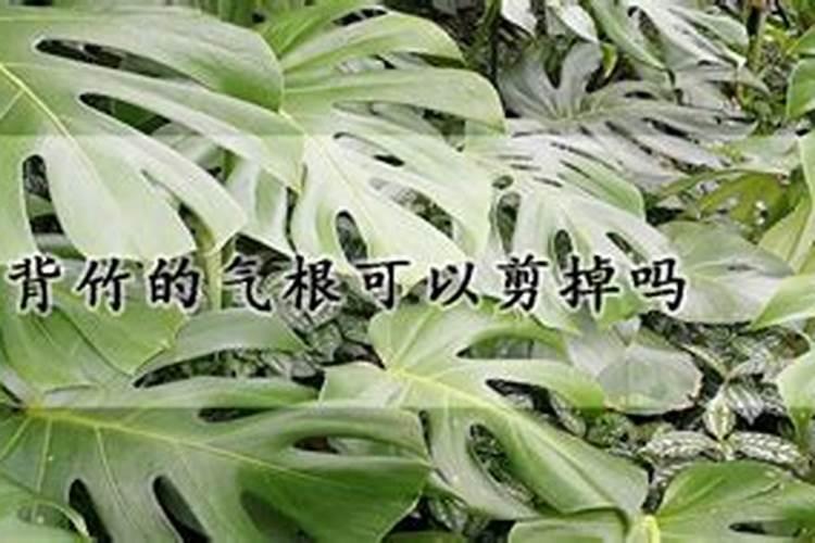 姜有什么作用