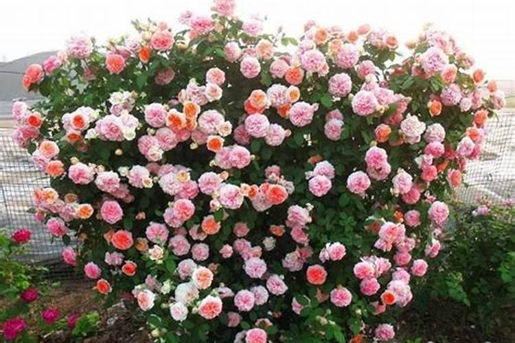 芸苔素浓度多少 月季