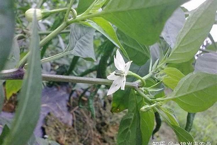 尖椒叶片下卷什么症状