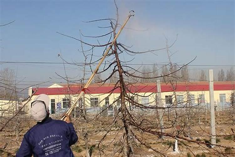 栽苹果树施什么肥最好