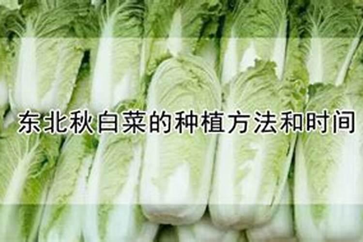 秋白菜追尿素怎么样？