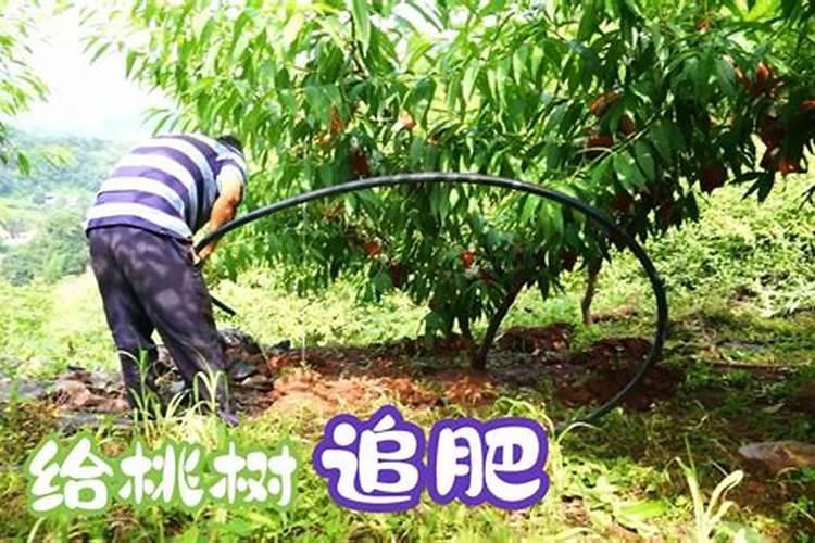 桃树追什么肥料 桃树追肥时期在什么时候