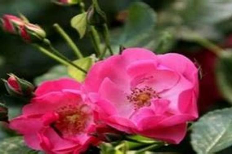 月季花不长叶子怎么办 不长新叶处理方法