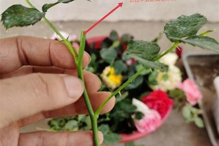 月季花怎么施肥？