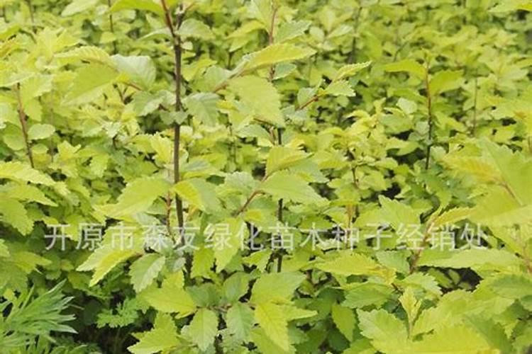 金叶榆病虫害防治需要注意哪些问题