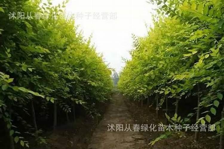 种植红花继木的要领是什么？