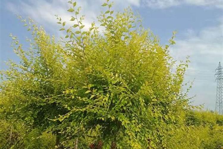 红继木桩景栽培？