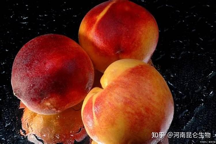 桃子快要成熟时,怎样让桃子更好地“上色”？