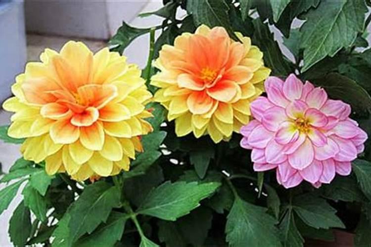 农村小院常见的四季梅,若要室内种植,要如何管理呢？