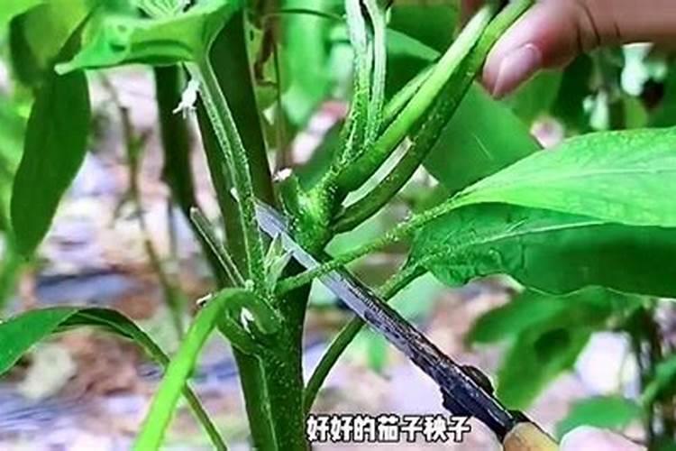 种植甜瓜在花期需要注意什么？