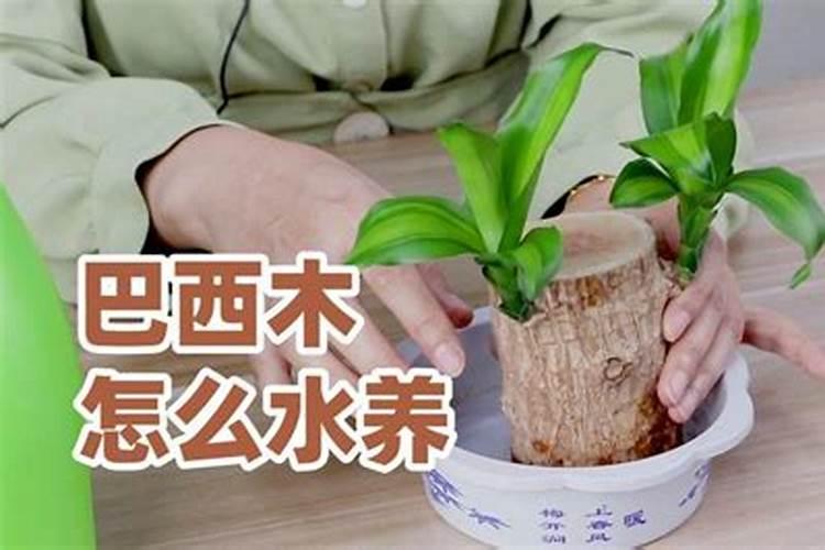 怎样使巴西木多发芽？