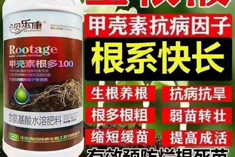 巴西木怎么养才长得好？