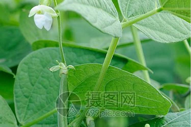 豆饼发酵做肥料后的残渣还可以做饲料吗