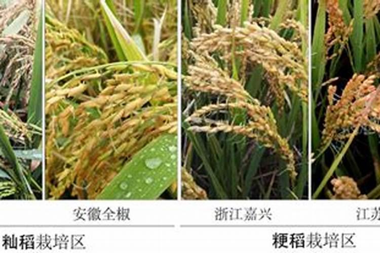 水稻苗床苗不放叶子怎么办？