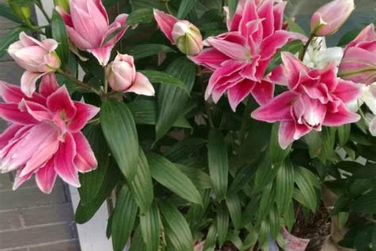 百合长花苞后要施肥吗