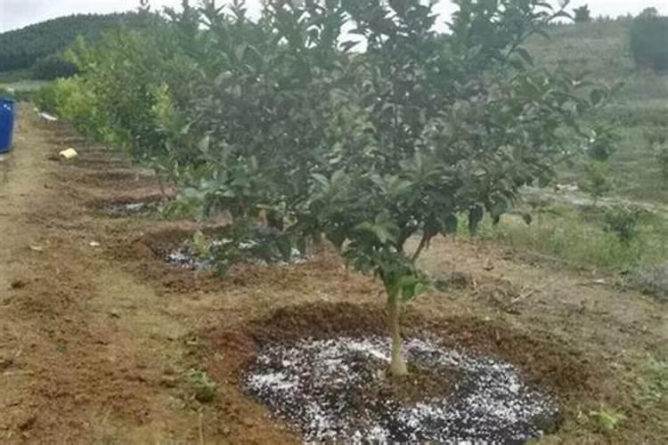 钾肥可以朋果吗