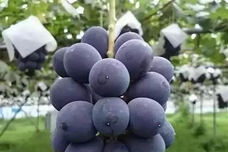 矿源黄腐酸钾在葡萄上什么时候用好？多久冲施一次促果增产